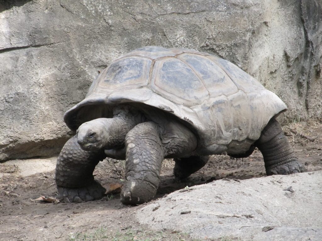 Los proyectos son tan ágiles como una tortuga, y acá te explico por qué