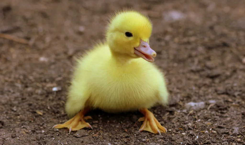 Segundo round: Tapen a la Pato que está en bolas