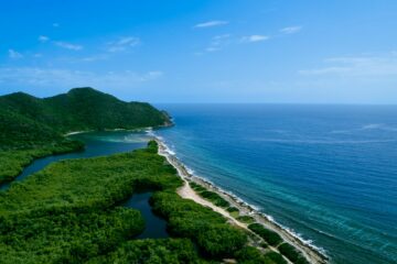 green trees near blue sea under blue sky